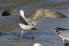 Herring Gull