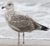 Herring Gull