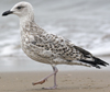 Herring Gull