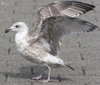 2cy argentatus in Jan-Febr, ringed in Russia.