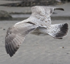 2cy argentatus in Jan-Febr, ringed in Russia.