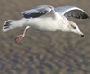 Herring Gull