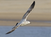 Herring Gull