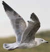 Herring Gull