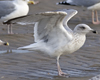 Herring Gull