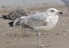 Herring Gull