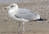 Herring Gull