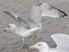 sub-adult Herring Gull in September. (75836 bytes)