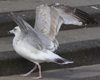 sub-adult Herring Gull in September. (75836 bytes)
