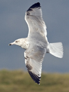 sub-adult Herring Gull in September. (75836 bytes)