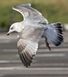 sub-adult Herring Gull in September. (75836 bytes)