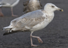 Herring Gull