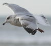 Herring Gull