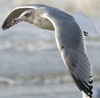 Herring Gull