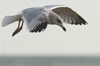 Herring Gull