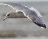 Herring Gull