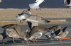 3cy argentatus in January. (80207 bytes)