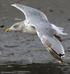 sub-adult Herring Gull in September. (75836 bytes)