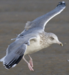 Herring Gull