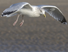 Herring Gull