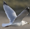 Herring Gull