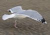 Herring Gull