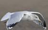 Herring Gull