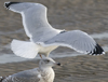 Herring Gull