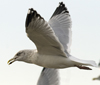 Herring Gull