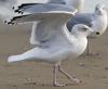Herring Gull