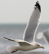 Herring Gull