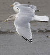 sub-adult Herring Gull in September. (75836 bytes)