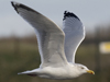 Herring Gull