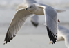 Herring Gull