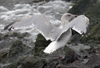 sub-adult Herring Gull in September. (75836 bytes)