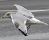 sub-adult Herring Gull in September. (75836 bytes)