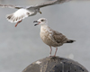 argentatus in January, ringed in Denmark. (56599 bytes)