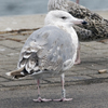 3cy argenteus in August, ringed in the Netherlands. (63685 bytes)