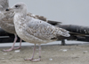 3cy argenteus in January, ringed in the Netherlands. (68274 bytes)