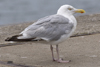 adult argenteus in August, ringed in Belgium. (86047 bytes)