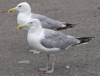 adult argenteus in August, ringed in Belgium. (86047 bytes)
