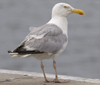 adult argenteus in August, ringed in Belgium. (86047 bytes)