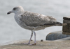 3cy argenteus in January, ringed in the Netherlands. (68274 bytes)
