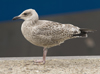 1cy argenteus in August, ringed in Belgium. (90559 bytes)