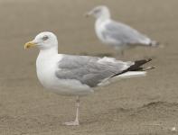 adult argenteus in August, ringed in Belgium. (86047 bytes)