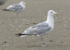 adult argenteus in August, ringed in Belgium. (86047 bytes)