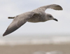1cy argenteus in August, ringed in Belgium. (90559 bytes)