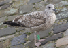 1cy argenteus in November, ringed in Belgium. (25637 bytes)