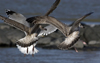 Herring Gull