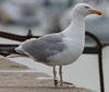 Herring Gull